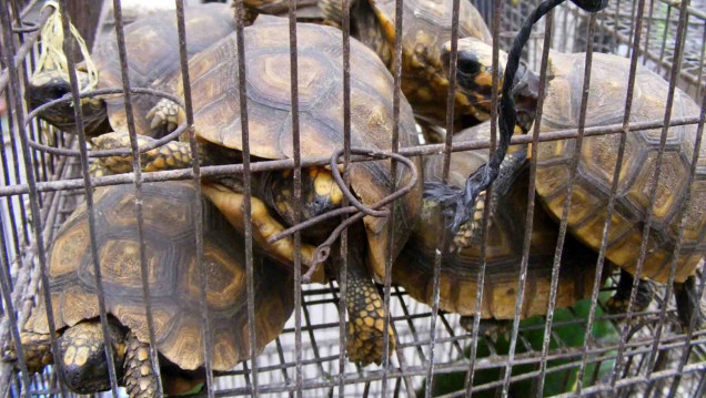 imagen Tráfico de fauna silvestre: "Mendoza sigue siendo una ciudad de contrabando"