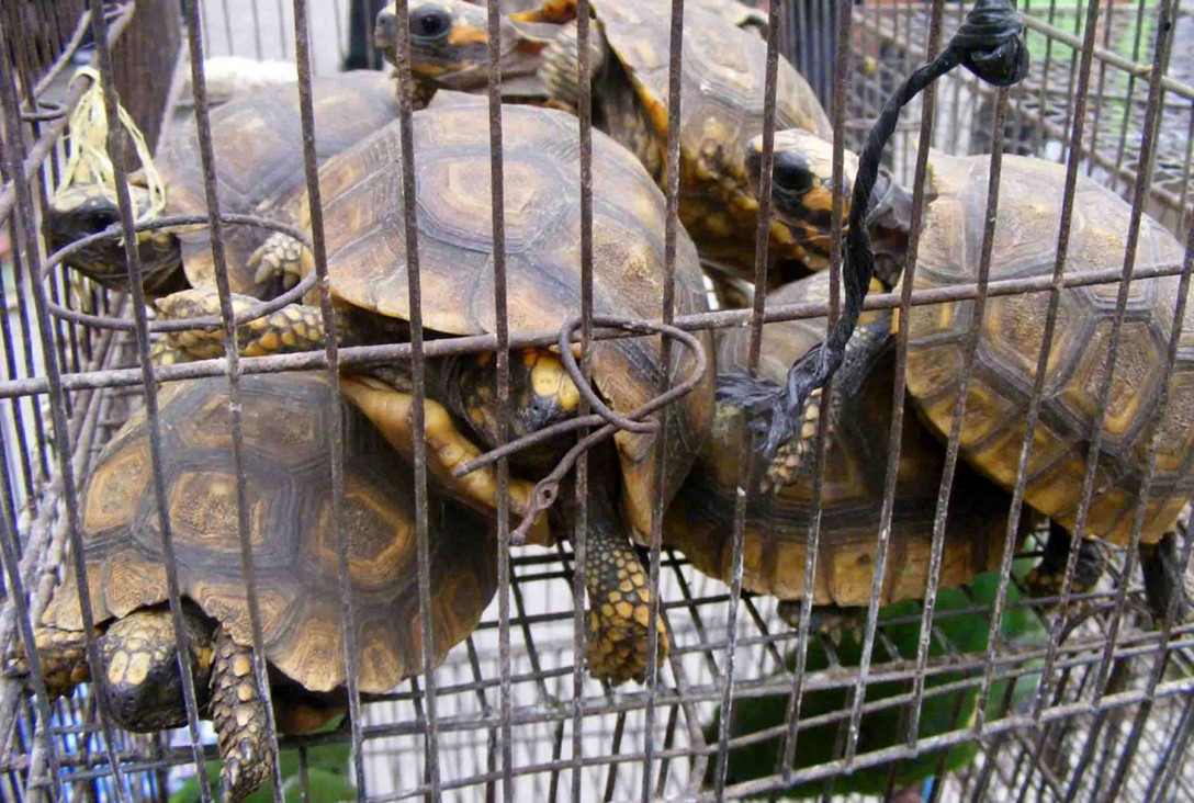 imagen Tráfico de fauna silvestre: "Mendoza sigue siendo una ciudad de contrabando"
