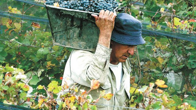 imagen Cosecha 2016: FeCoViTa ha mejorado las condiciones de pago de la uva
