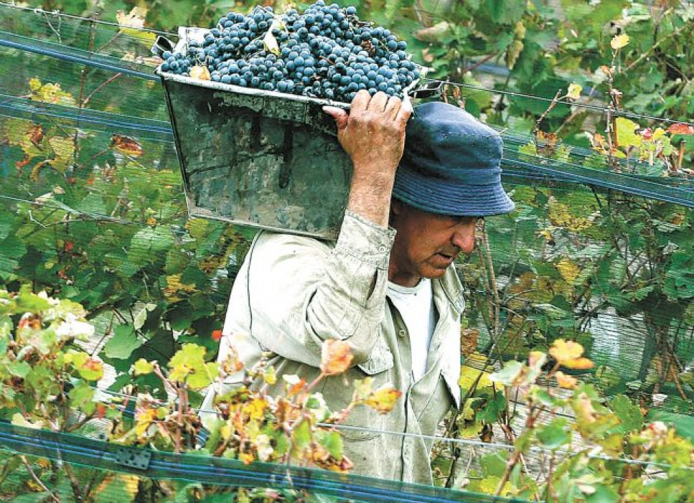imagen Cosecha 2016: FeCoViTa ha mejorado las condiciones de pago de la uva