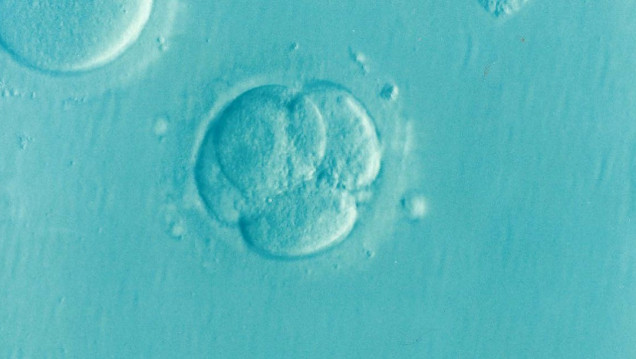 imagen Cómo la inteligencia artificial está transformando los tratamientos de fertilidad