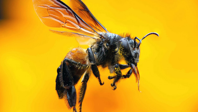 imagen Día Mundial de las Abejas, una especie amenazada