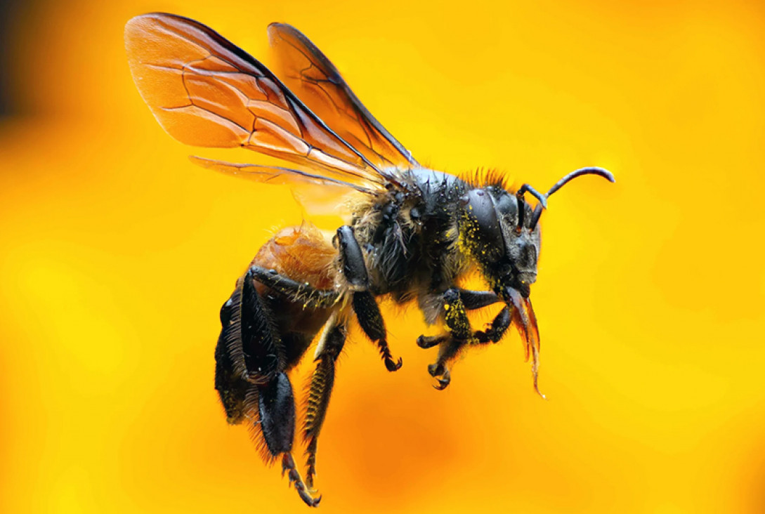imagen Día Mundial de las Abejas, una especie amenazada