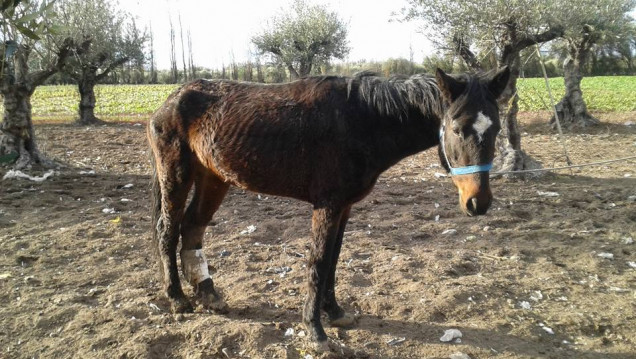 imagen "Pempa", la ONG que trabaja contra el maltrato a los caballos