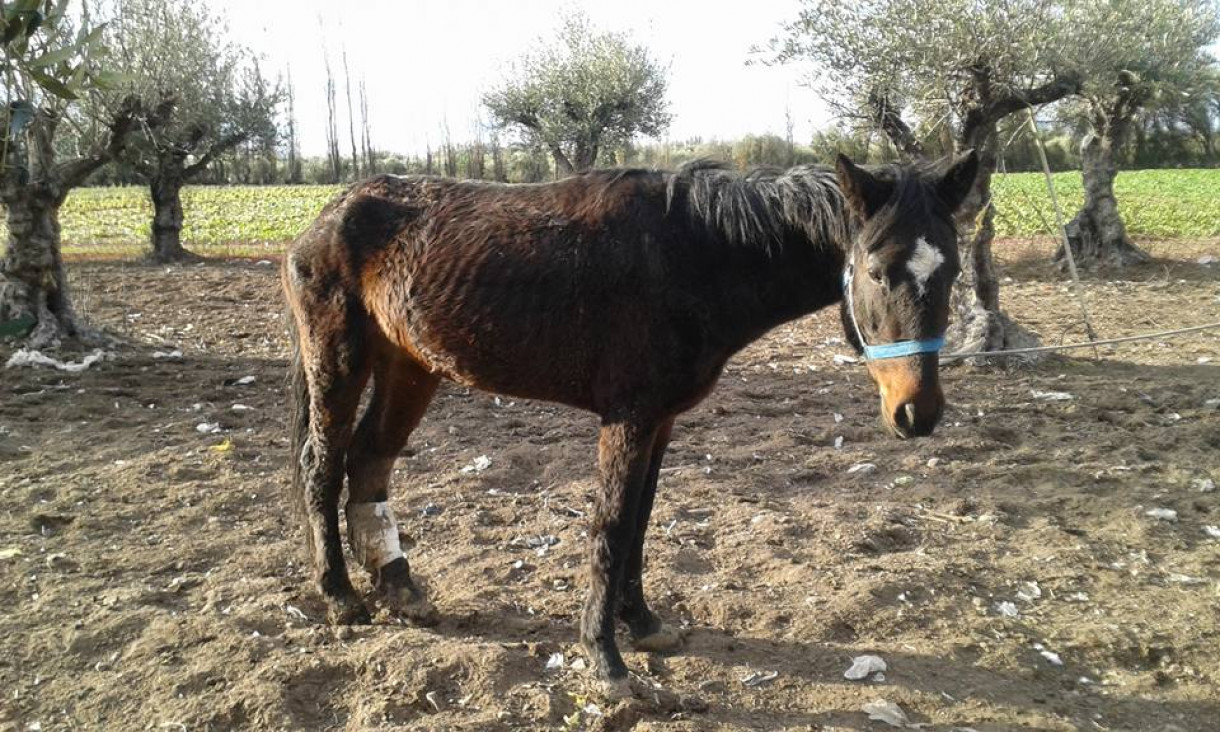 imagen "Pempa", la ONG que trabaja contra el maltrato a los caballos