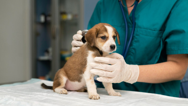 imagen Alerta por la violencia y hostilidad que reciben veterinarios y veterinarias