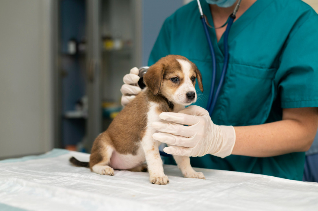 imagen Alerta por la violencia y hostilidad que reciben veterinarios y veterinarias