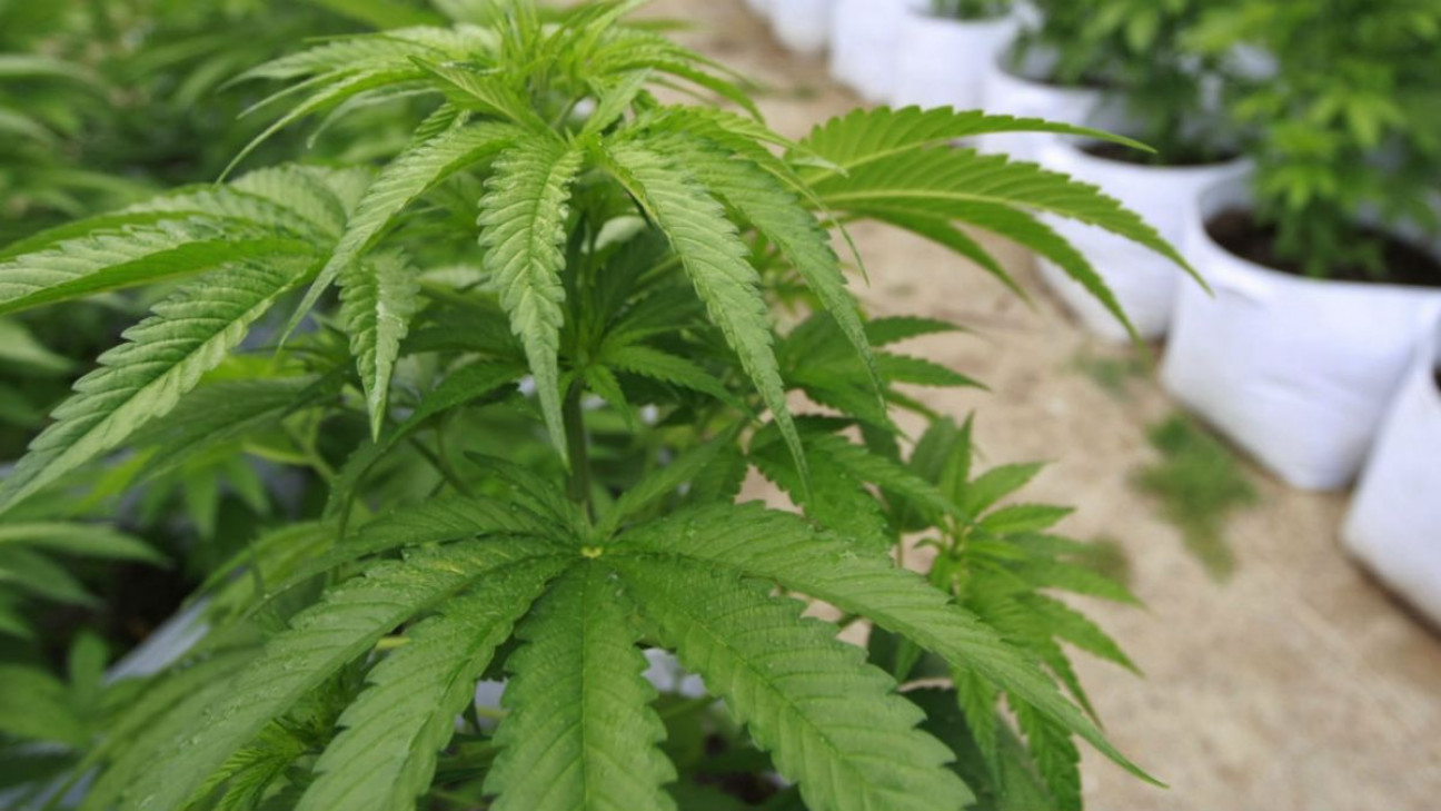 imagen Chile pionero: siete mil semillas de marihuana