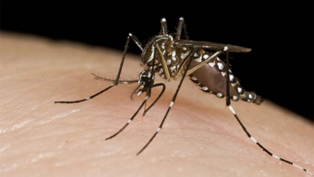 imagen Dengue: brote histórico, miedo y qué pasa con la vacuna 