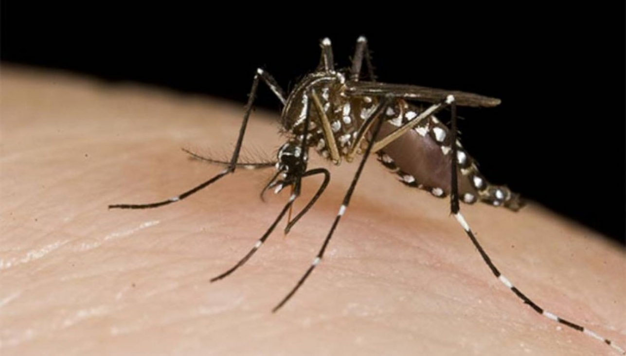 imagen Dengue: brote histórico, miedo y qué pasa con la vacuna 