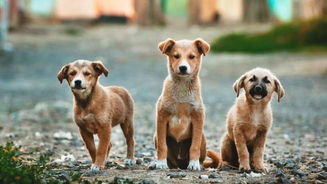imagen "La superpoblación de perros abandonados es una realidad en las calles y en los refugios"