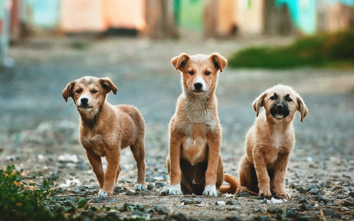 imagen "La superpoblación de perros abandonados es una realidad en las calles y en los refugios"