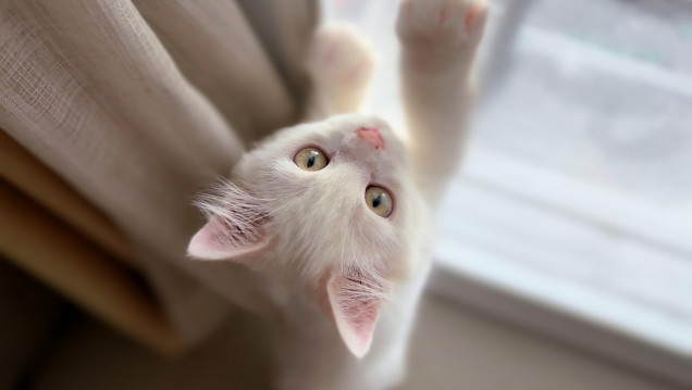 imagen Entrenamiento felino: lanzan una diplomatura inédita en el país