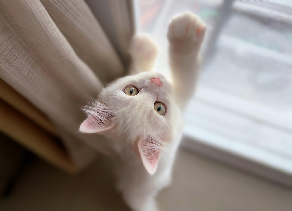 imagen Entrenamiento felino: lanzan una diplomatura inédita en el país