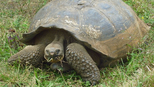 imagen La batalla por preservar las tortugas en las Islas Galápagos