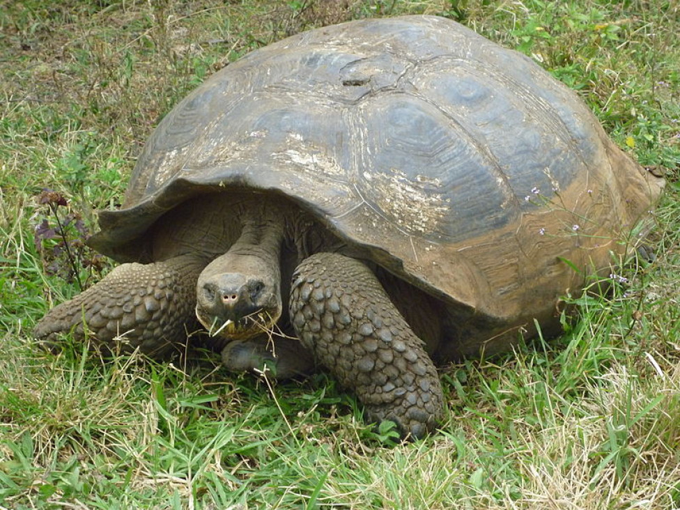 imagen La batalla por preservar las tortugas en las Islas Galápagos