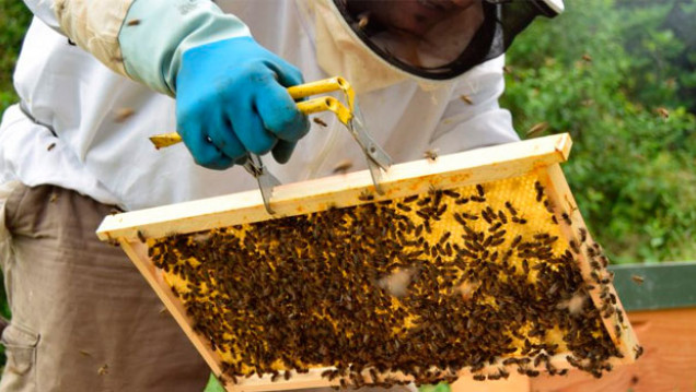imagen Descubrí la importancia de las abejas en el ecosistema mundial
