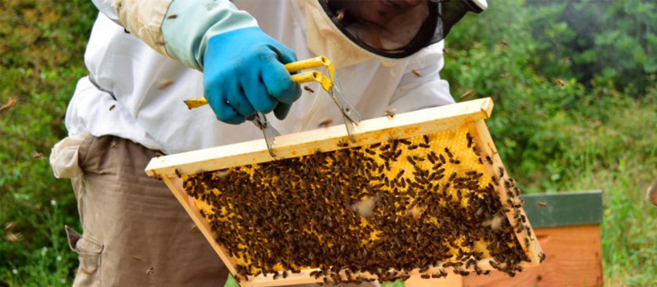 imagen Descubrí la importancia de las abejas en el ecosistema mundial