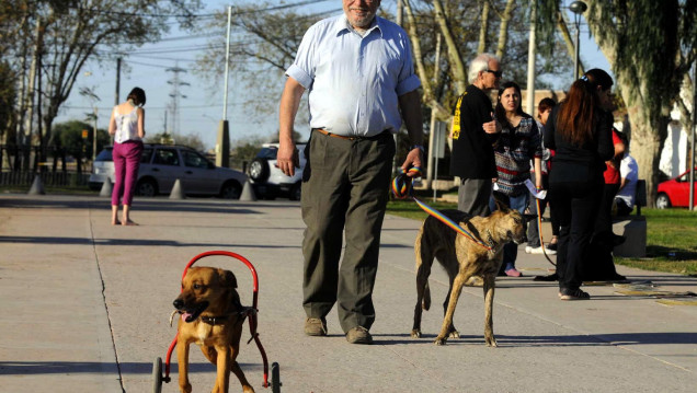 imagen Perritos con rueditas, una alternativa de vida 