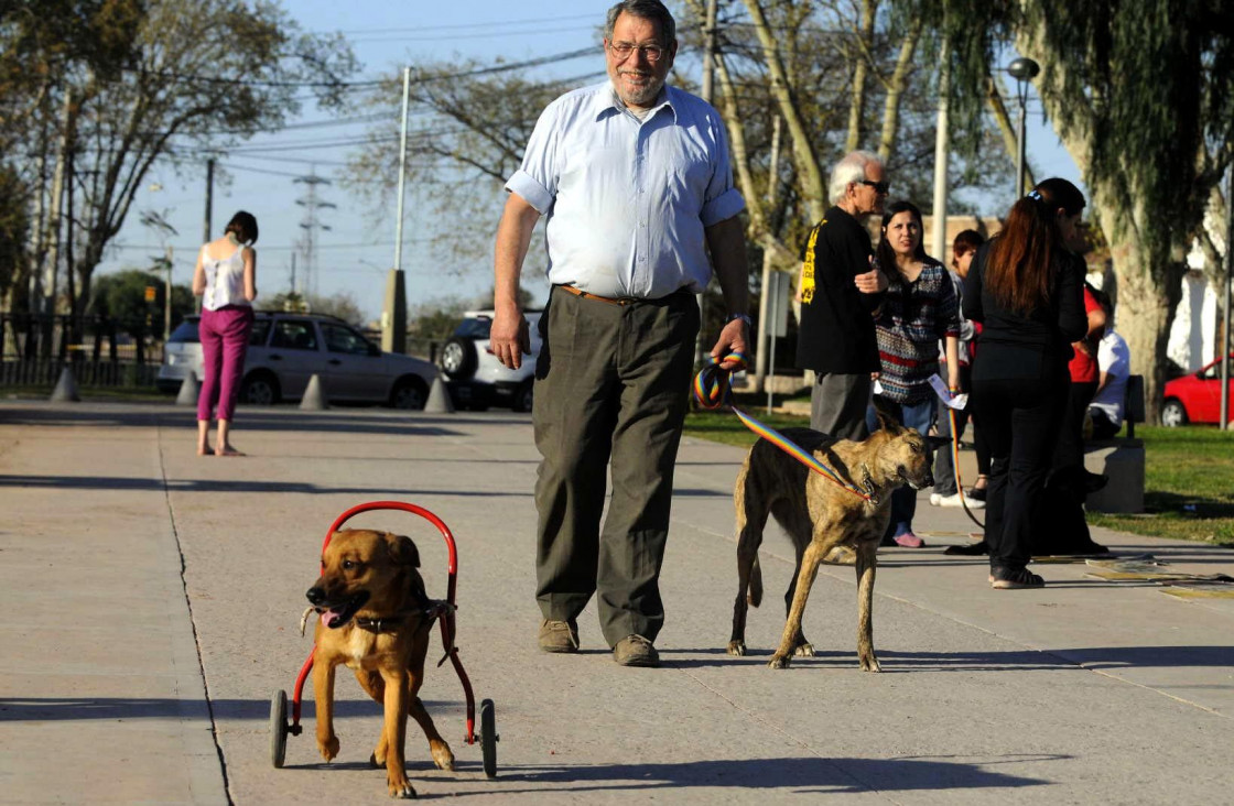 imagen Perritos con rueditas, una alternativa de vida 