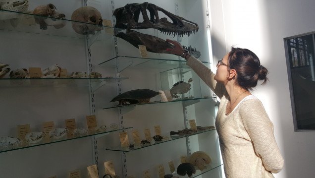 imagen Inauguraron colección de esqueletos y fósiles para visitar