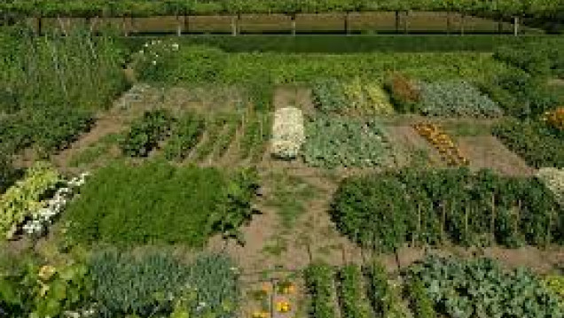 imagen Economía Social: una visión de la agricultura biodinámica