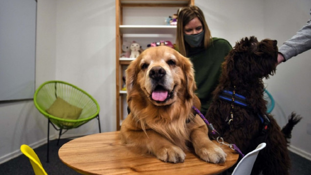 imagen Terapia con animales, clave para la ayuda física y mental de pacientes
