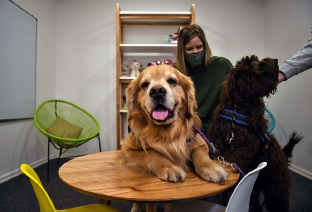 imagen Terapia con animales, clave para la ayuda física y mental de pacientes