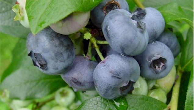 imagen Fruto de la desgracia