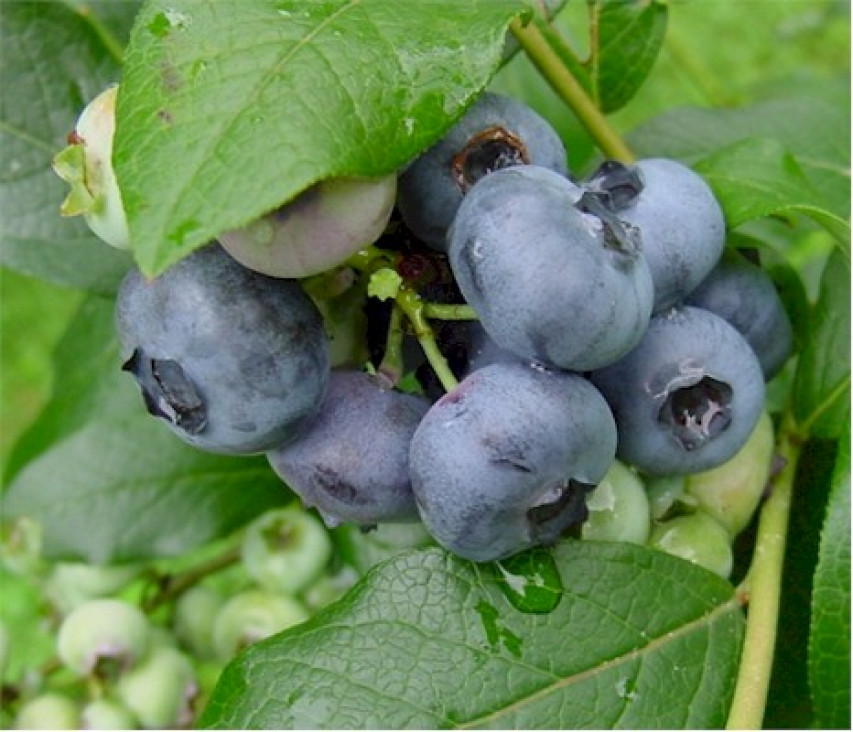 imagen Fruto de la desgracia