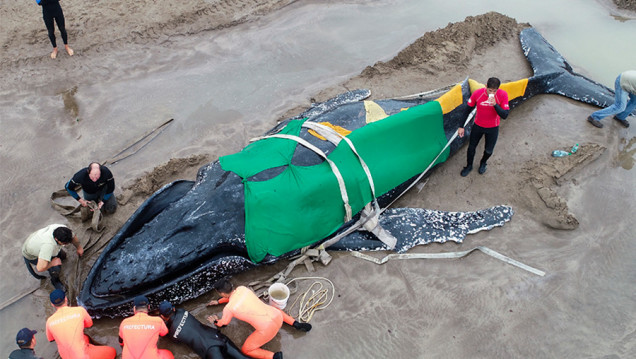 imagen Ballenas varadas en la playa: "Por lo general tienen problemas de salud"