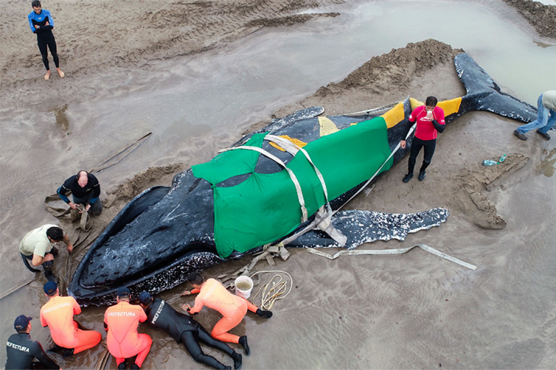 imagen Ballenas varadas en la playa: "Por lo general tienen problemas de salud"