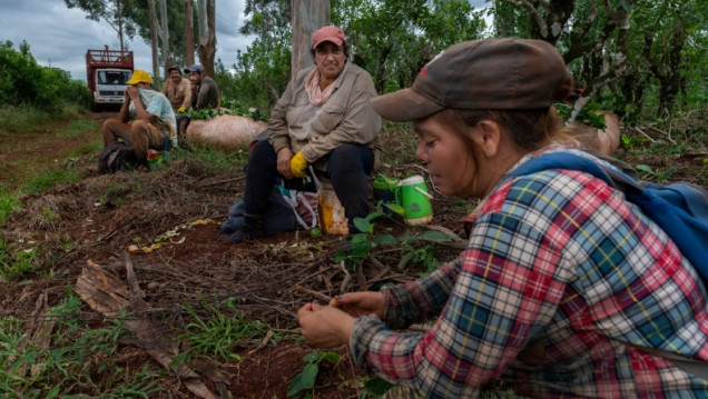 imagen Misiones es la primera provincia en prohibir el glifosfato en la agroindustria
