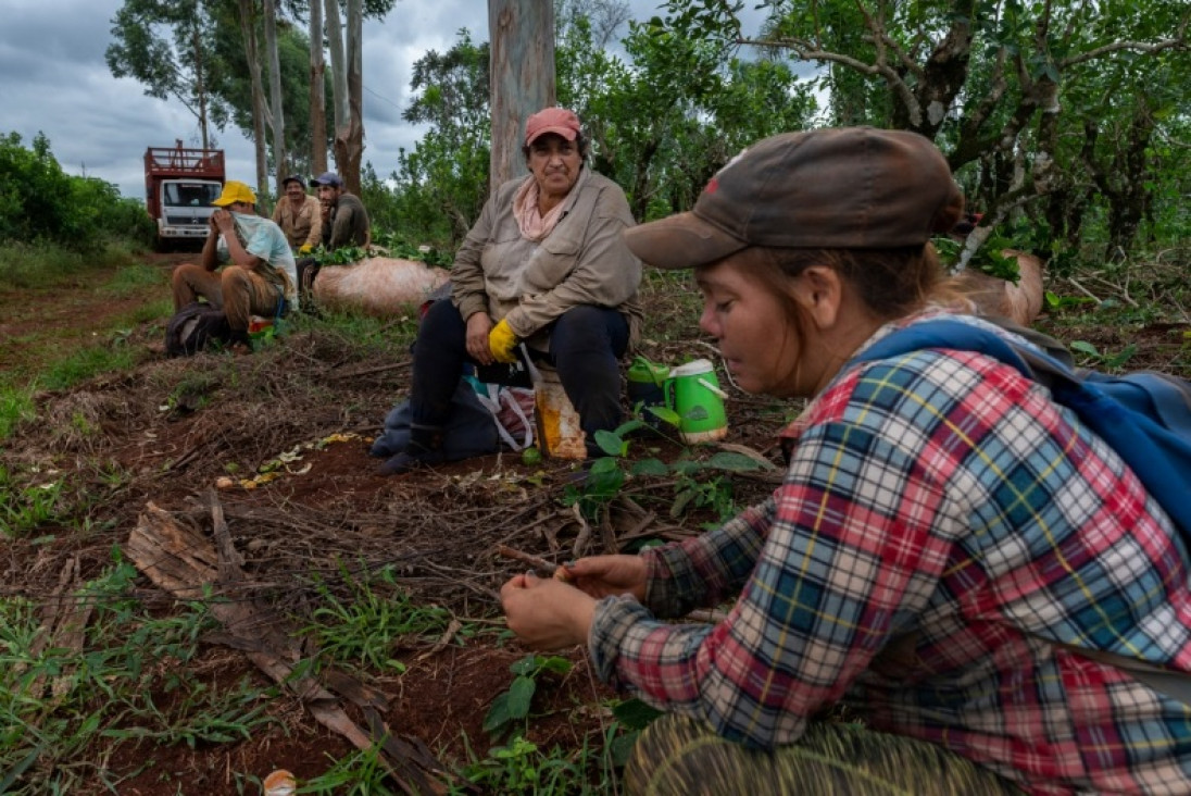 imagen Misiones es la primera provincia en prohibir el glifosfato en la agroindustria