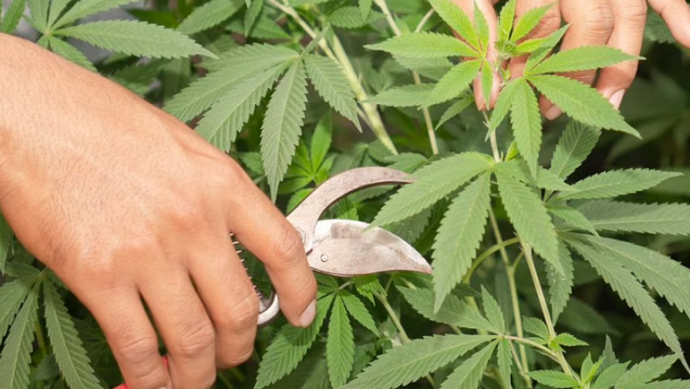 imagen Autocultivo de cannabis medicinal: qué está permitido y qué no