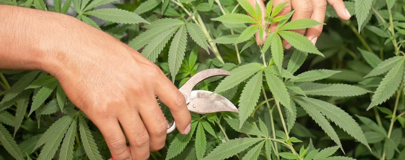 imagen Autocultivo de cannabis medicinal: qué está permitido y qué no