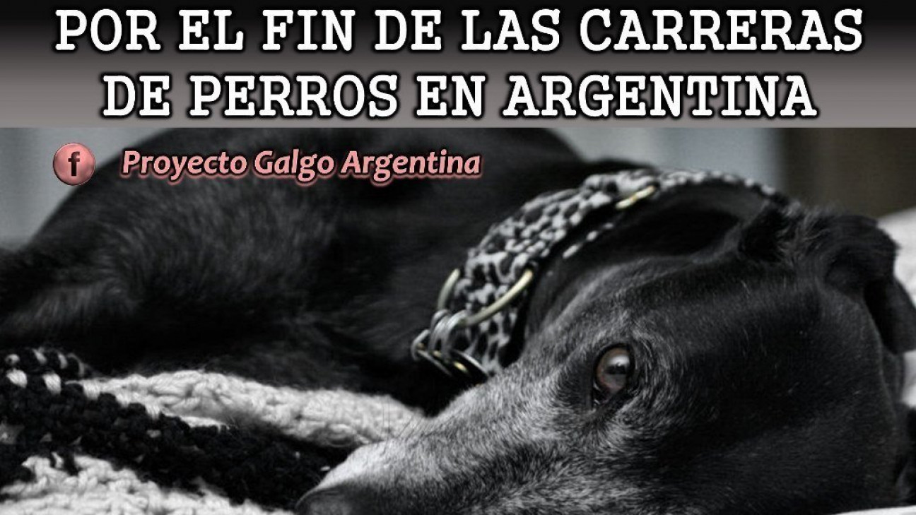 imagen Avanza el proyecto que prohibe las carreras de perros 