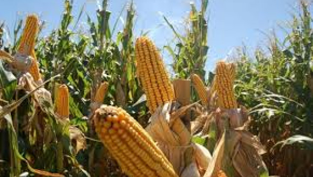 imagen Preocupa la mayor concentración agrícola por la quita de retenciones