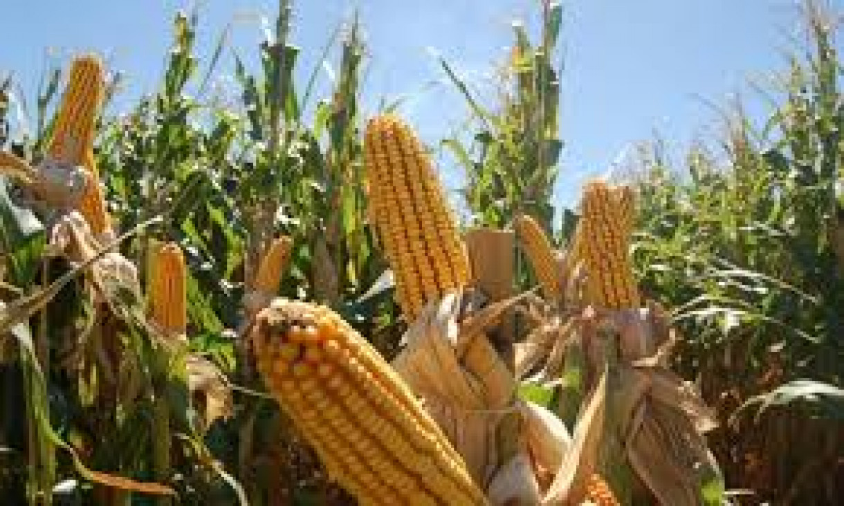 imagen Preocupa la mayor concentración agrícola por la quita de retenciones