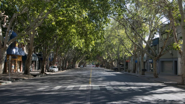 imagen La nueva Ley del Arbolado Público cambia las reglas en Mendoza
