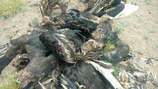 imagen La dilación de normas sobre agrotóxicos incrementa la muerte de cóndores