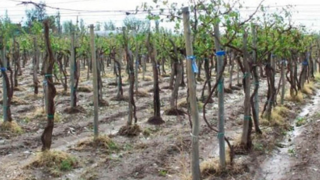 imagen La situación del sector agropecuario luego de las fuertes lluvias 