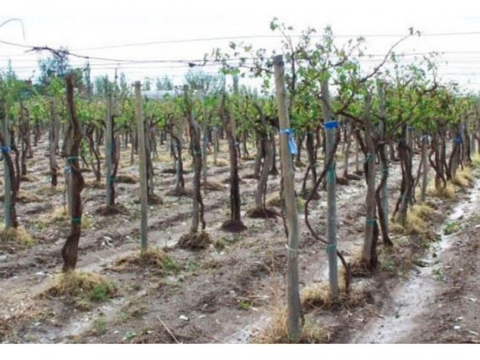 imagen La situación del sector agropecuario luego de las fuertes lluvias 