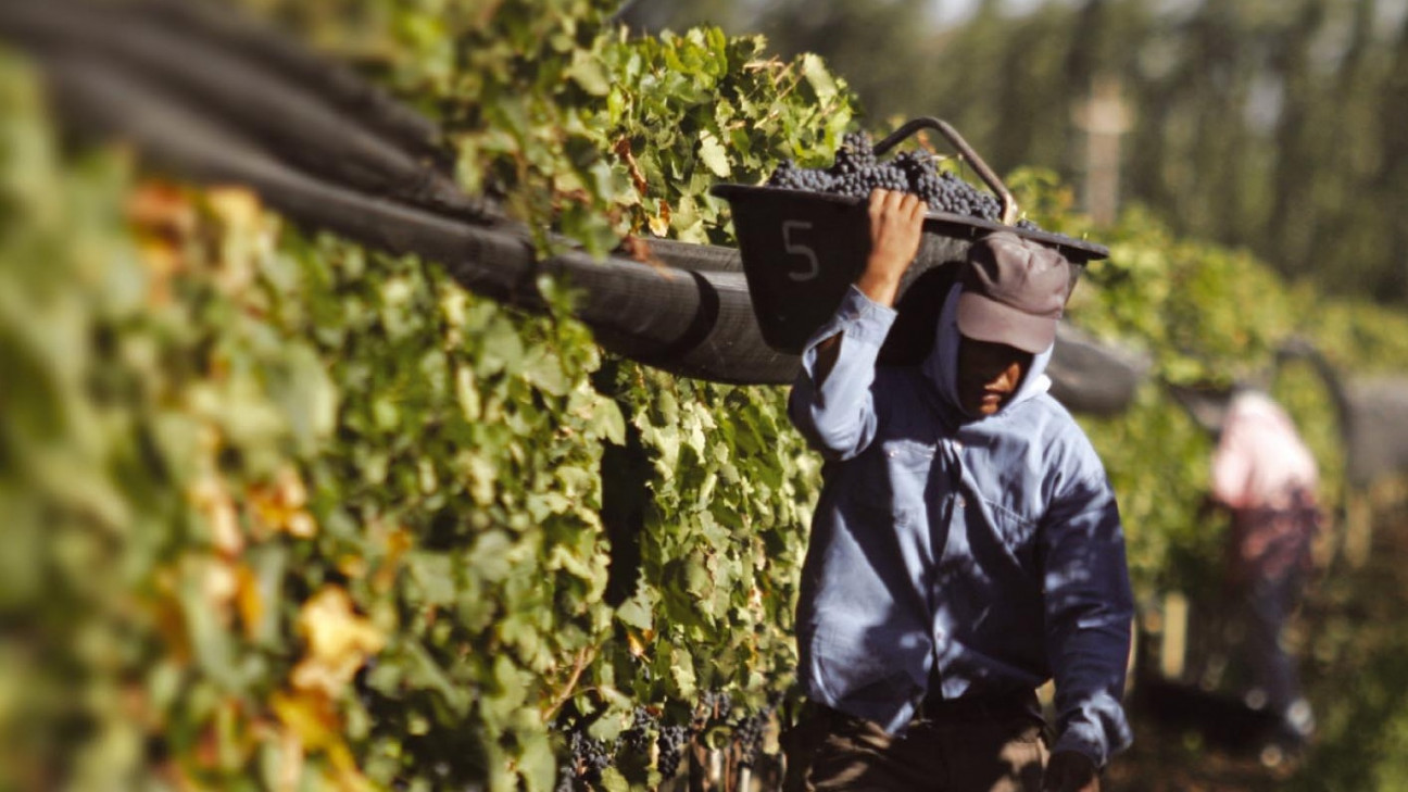 imagen Productores del Este criticaron que el 25% de la uva deba destinarse a mosto