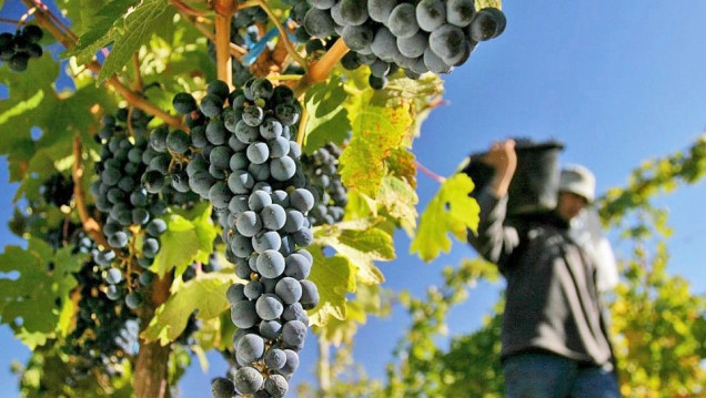 imagen Dólar malbec: "Lo ideal sería una tasa cero de exportación y no un tipo de cambio diferenciado" 