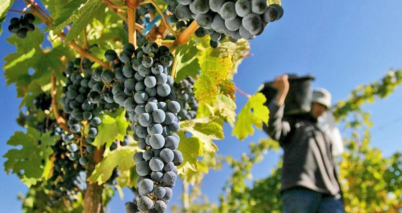 imagen Dólar malbec: "Lo ideal sería una tasa cero de exportación y no un tipo de cambio diferenciado" 