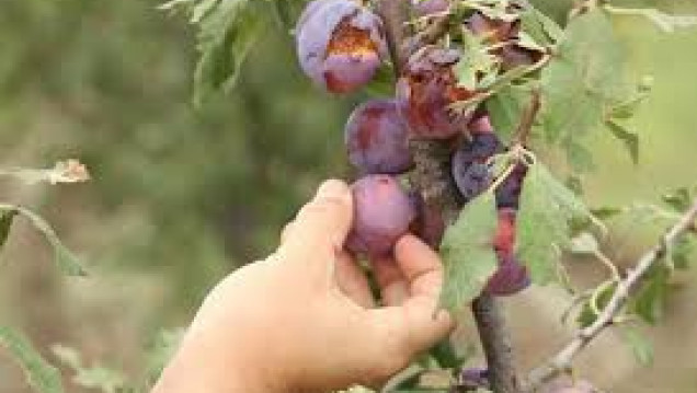 imagen Productores de Alvear reciben el pago compensatorio del Fondo Solidario Agrícola
