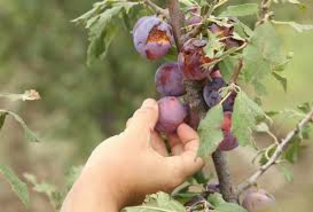 imagen Productores de Alvear reciben el pago compensatorio del Fondo Solidario Agrícola