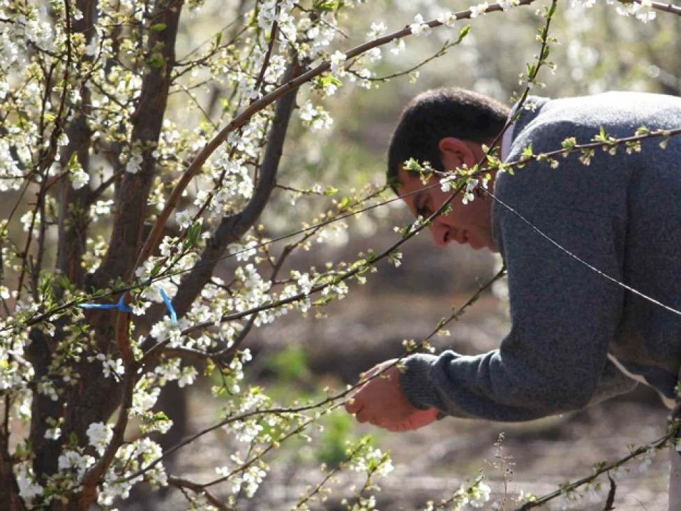 imagen Luego de las heladas, la realidad productiva de Mendoza según la Federación Agraria