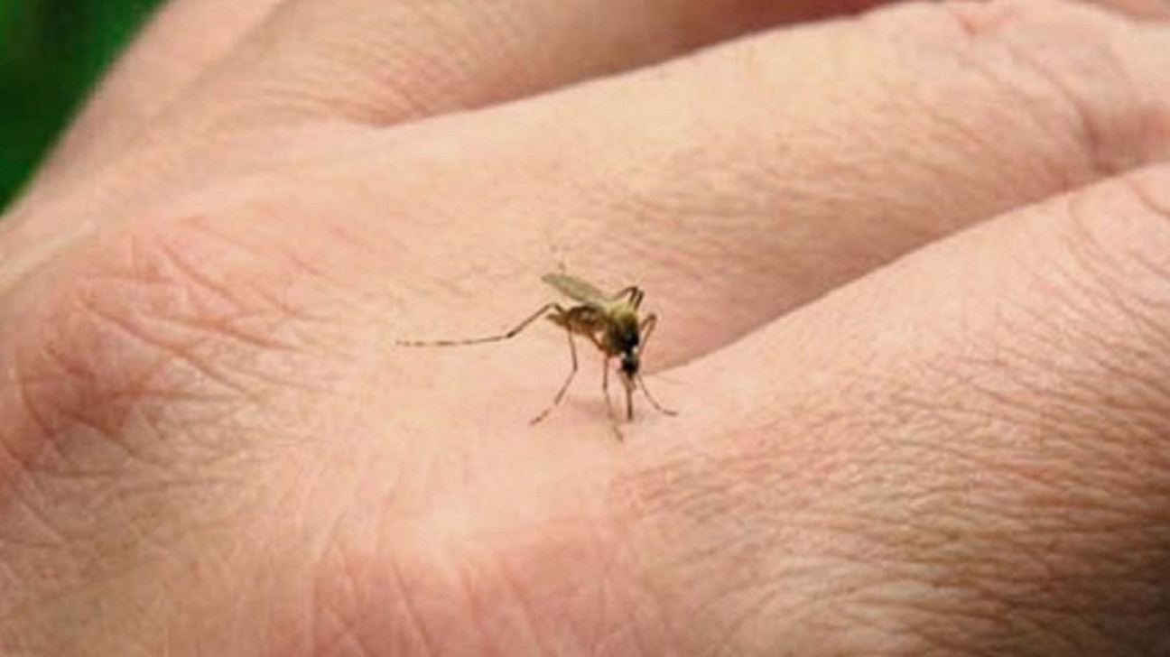 imagen Dengue: la falta de inmunidad poblacional es la puerta para la aparición de casos